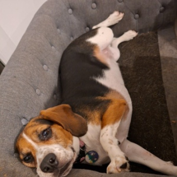 Roxie