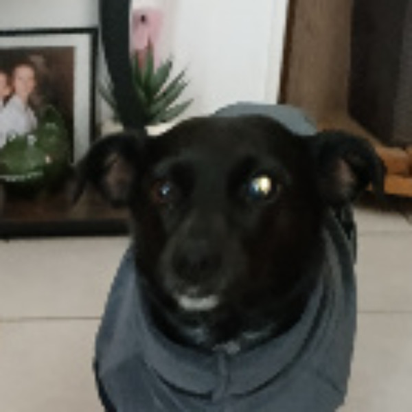 Poochy