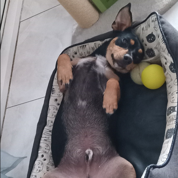 junior