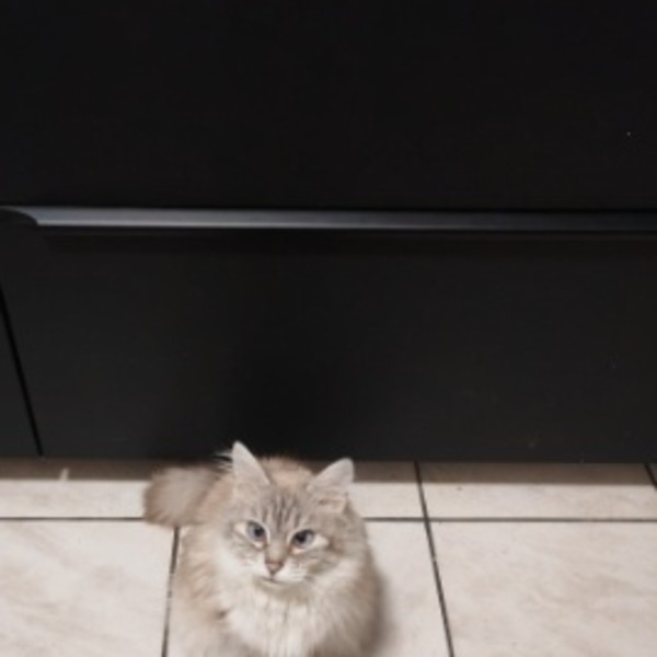 Peluche