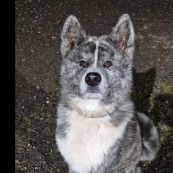Akumo