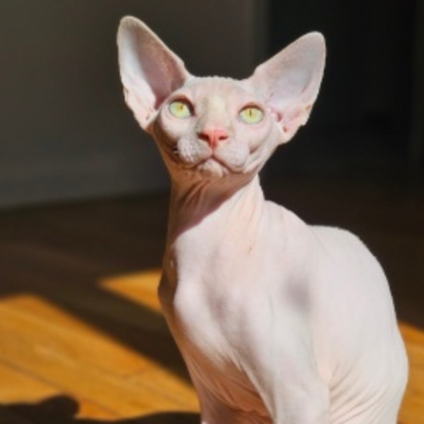 Beerus
