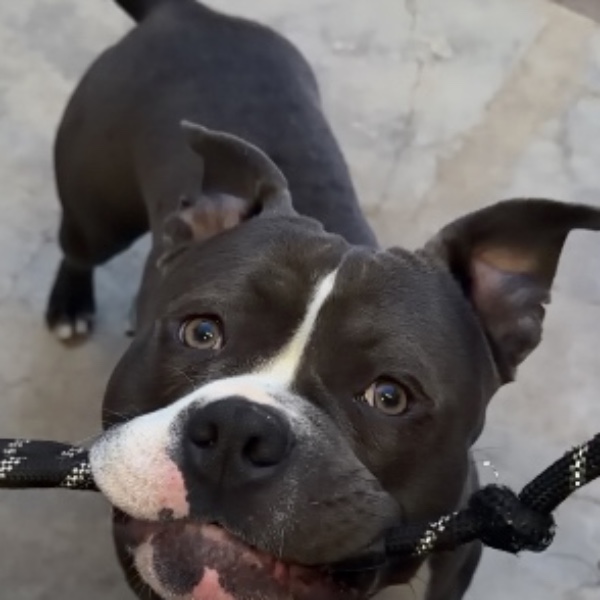 Milo