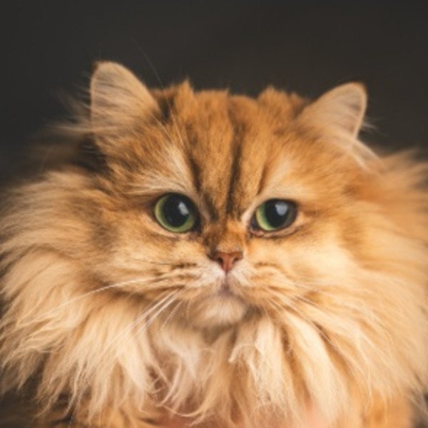 Zazou