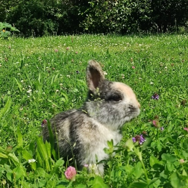 Noisette