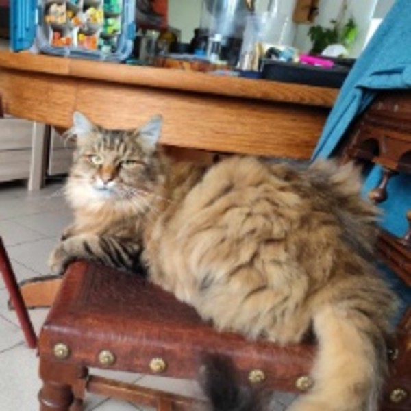 SIMBA