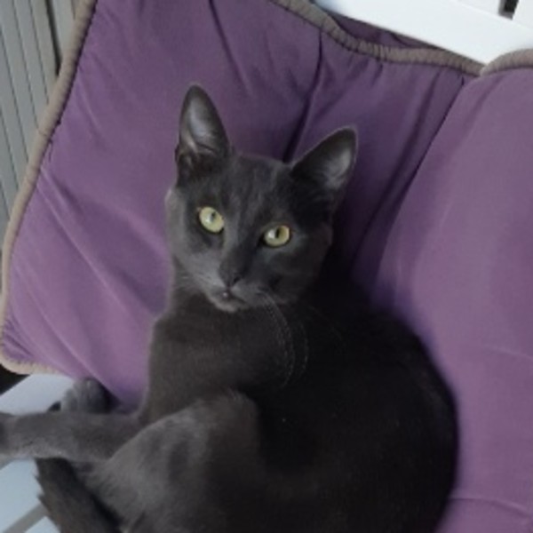 FIFI