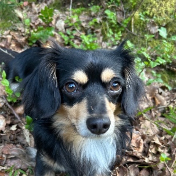 Mélio