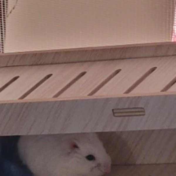 Mia