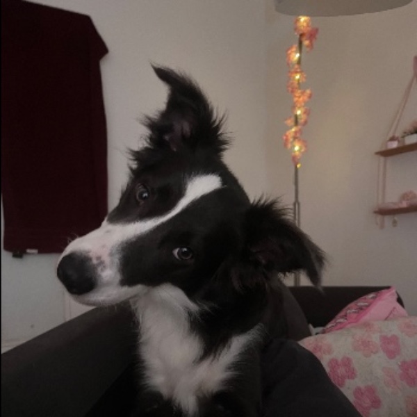 ellie