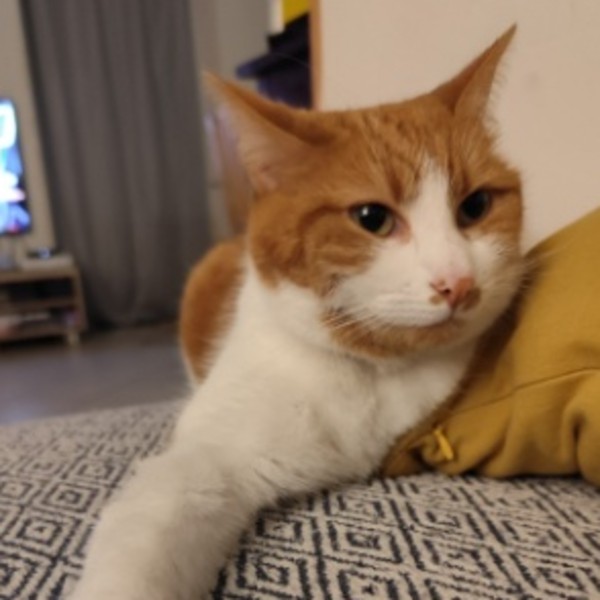 Roxi