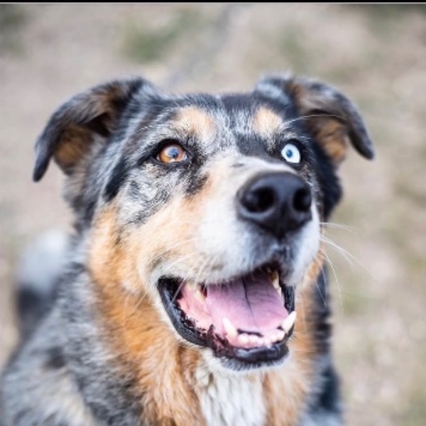 Kuma