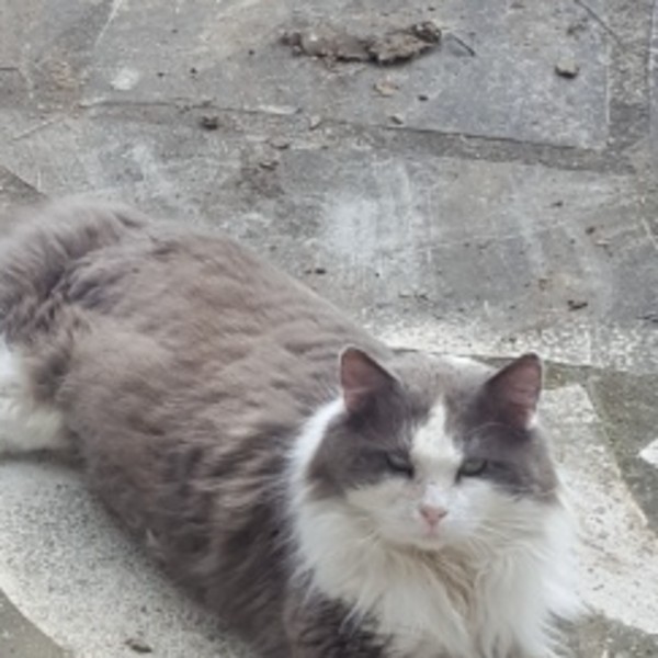 Mr chat