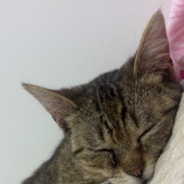 Zira