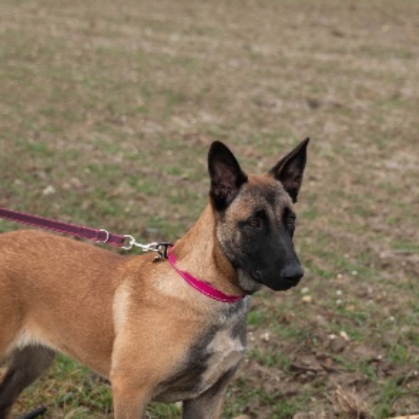 Ayla