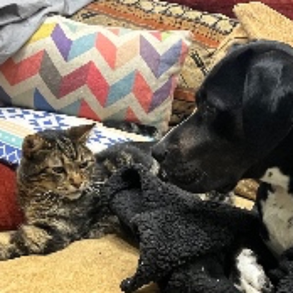 Orion