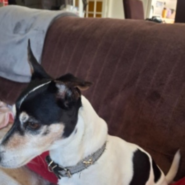 Photo de Milou