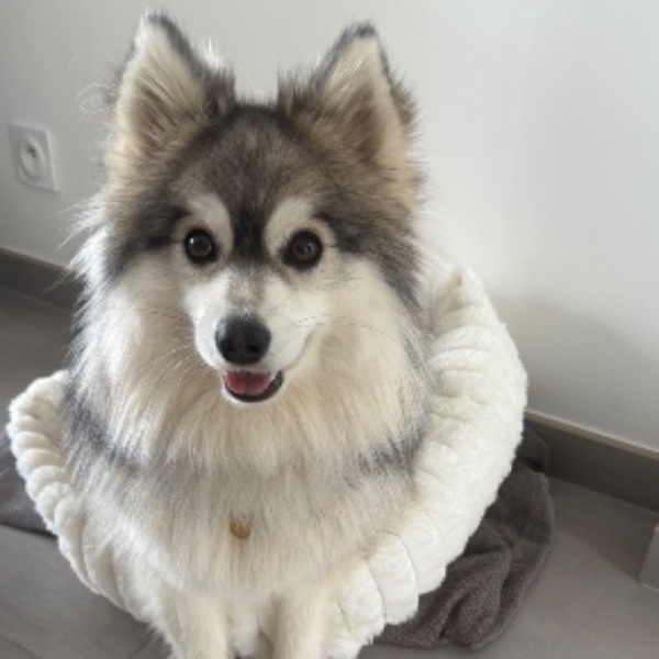 Vaya