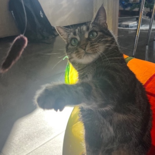 Maya