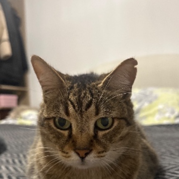 Sahara