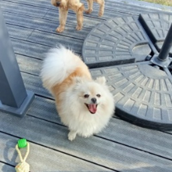 Ula