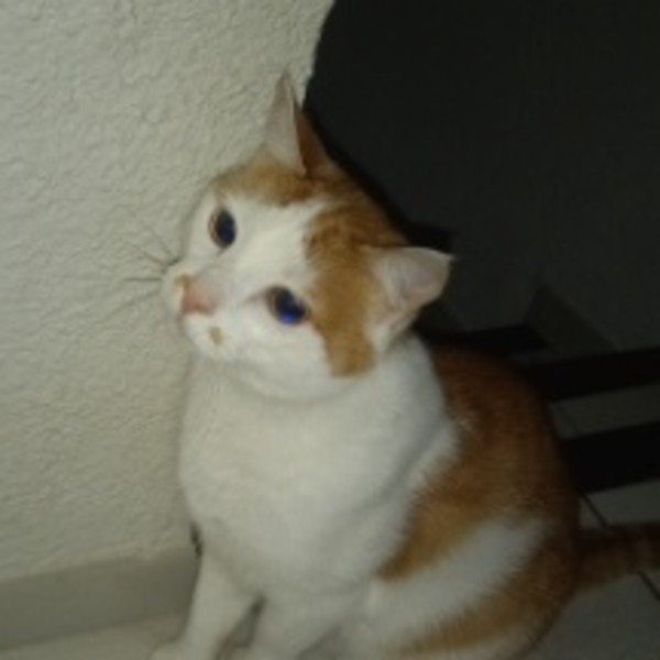 Oliver