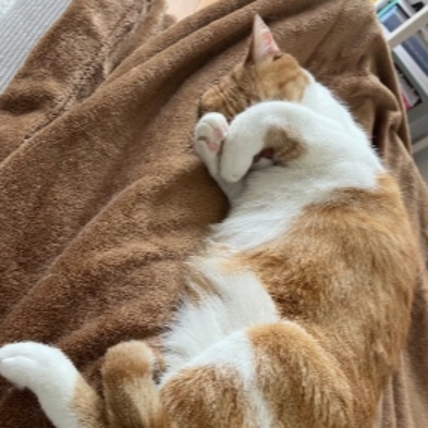Bibi