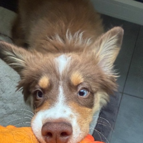 Benko