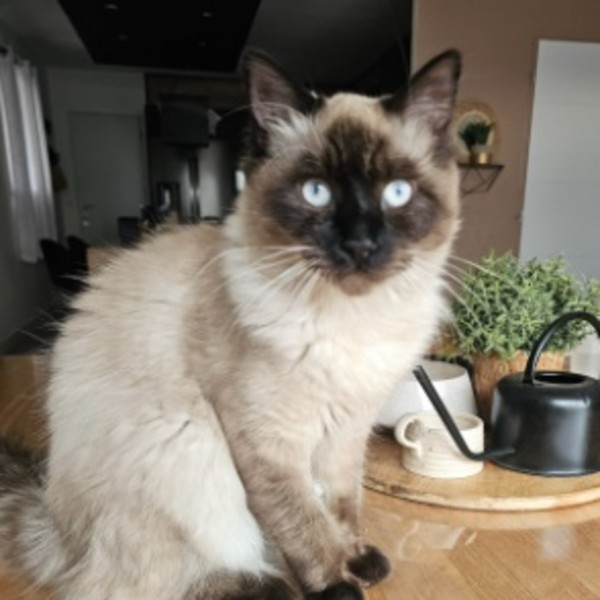 Pompon