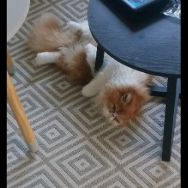 Photo de Caramel