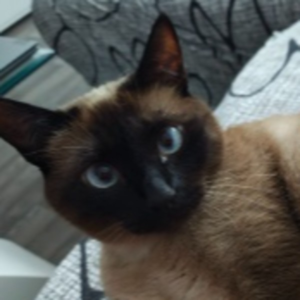Mavi