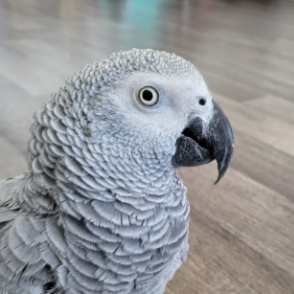 Mimi