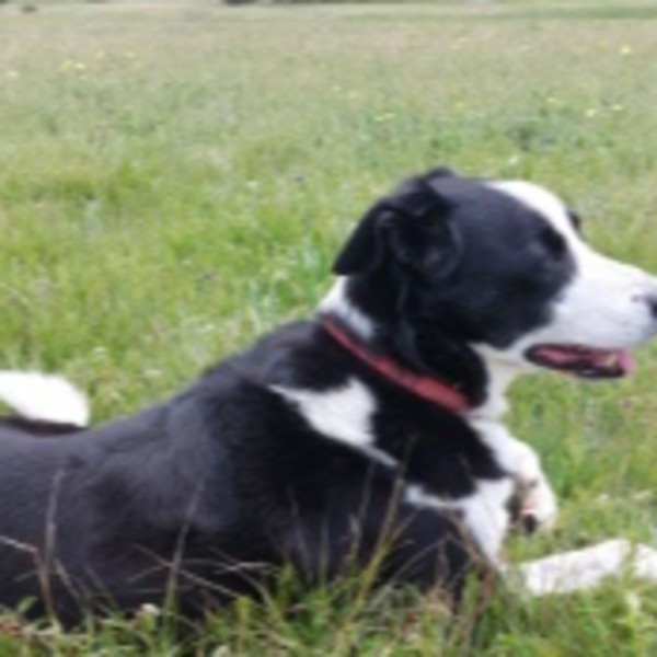 Lila