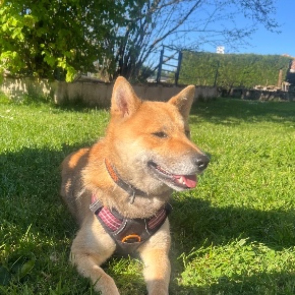 Ayko