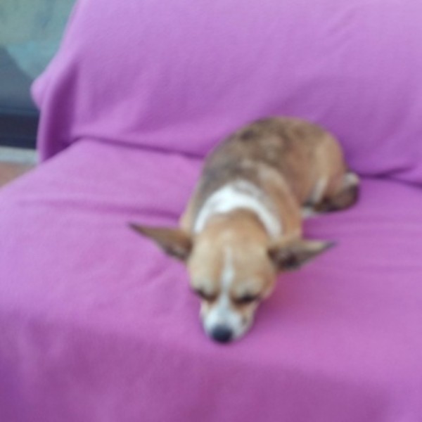 Rosie