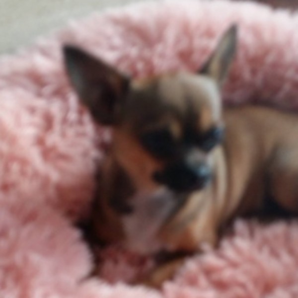 Praline