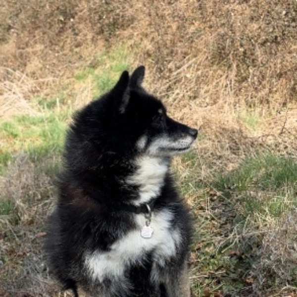 Tasha