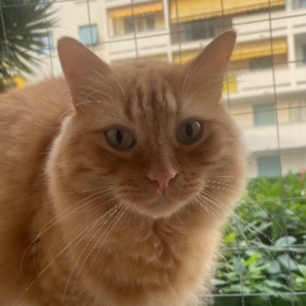 Niko