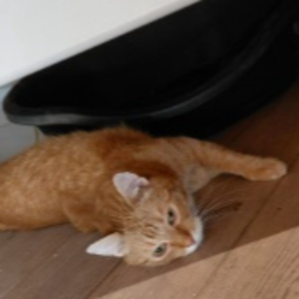 Garfield
