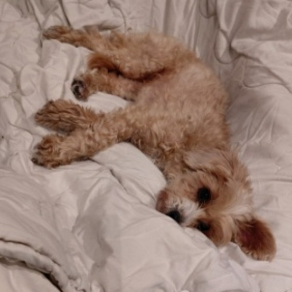 Chipie
