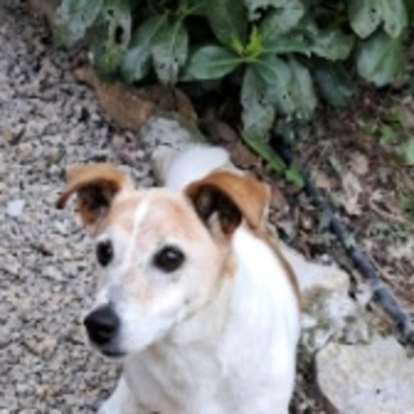 Milou