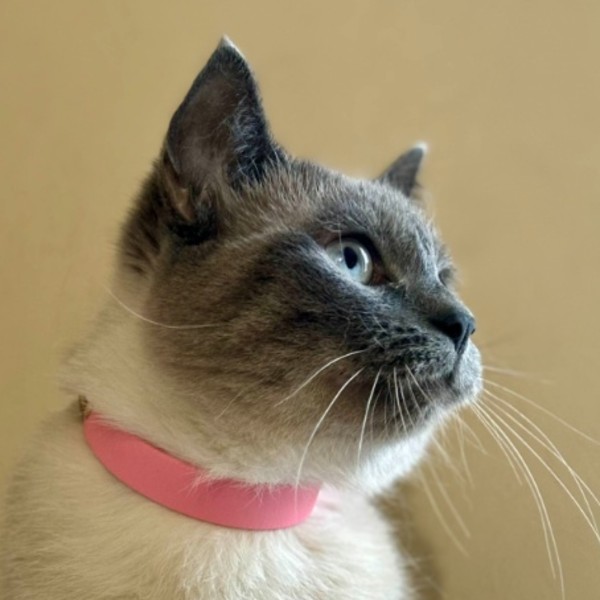 kiara