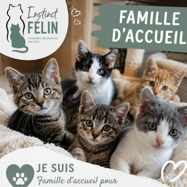 chats d'associations ( en fonction des périodes )