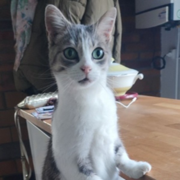 Sofyia