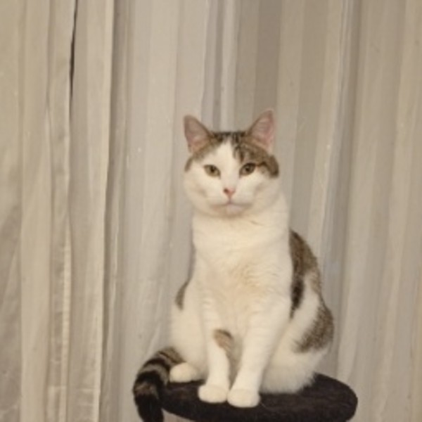 Photo de Minouche