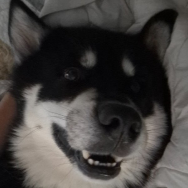 Vaïcko