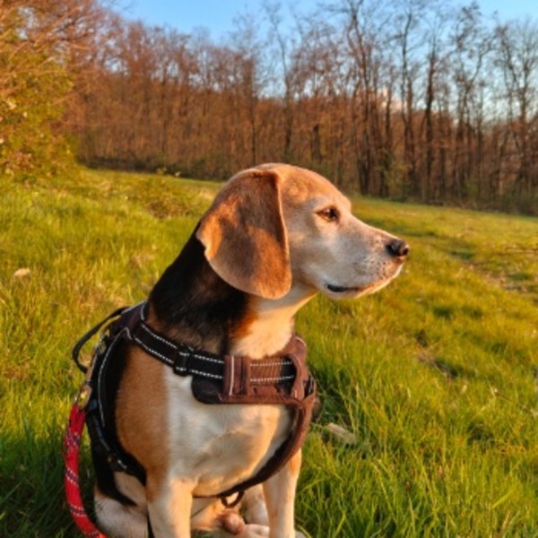 Pepito