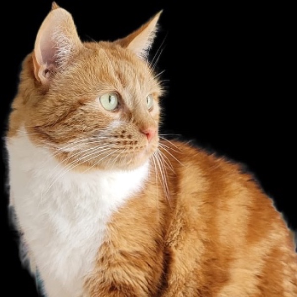 Pépito