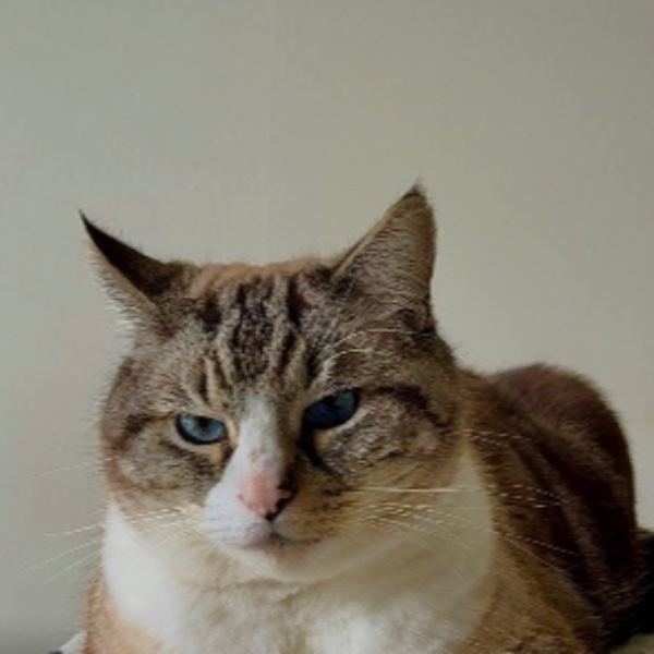 Nooga