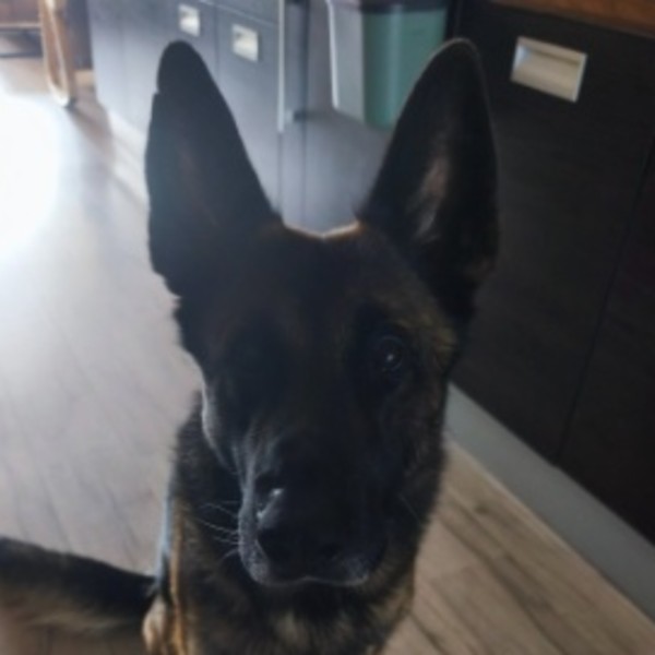 Brutus